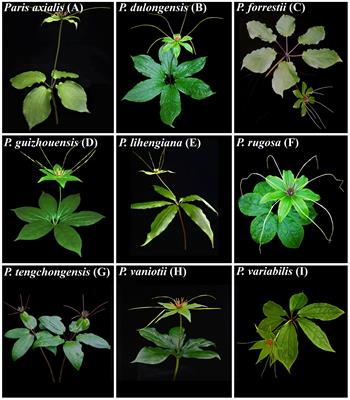 Genome Skimming Contributes to Clarifying Species Limits in Paris Section Axiparis (Melanthiaceae)